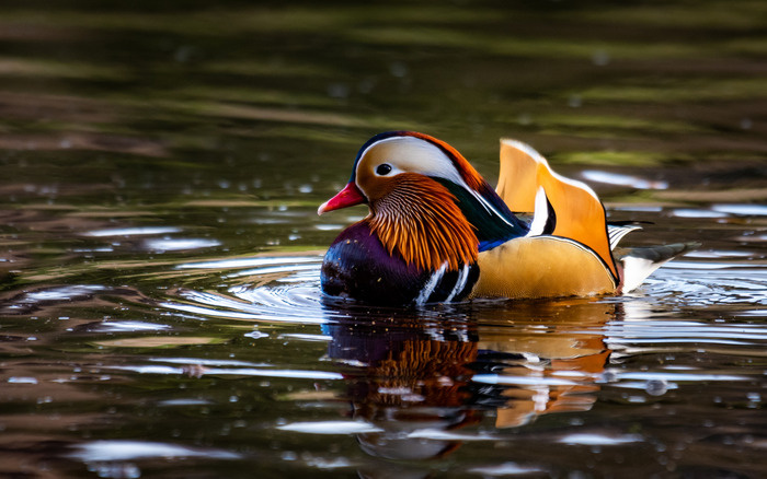 Самец и самка мандаринки 
Источник:https://pikabu.ru/story/utka_mandarinka_9761763
