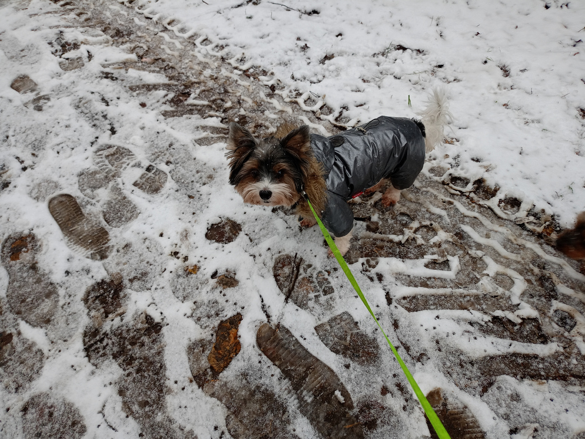 На фото Чакки