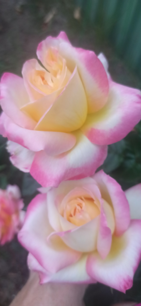 Не знаю название розы ,продали как Чип энд Дейл,но это точно не он.