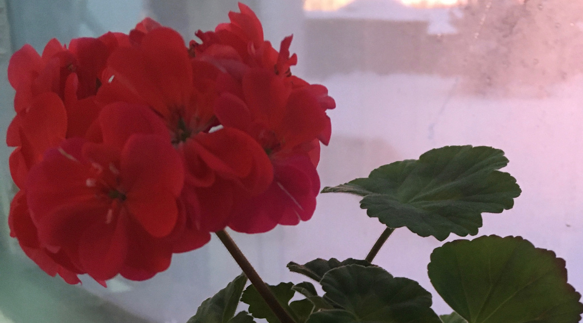 На школьном окне