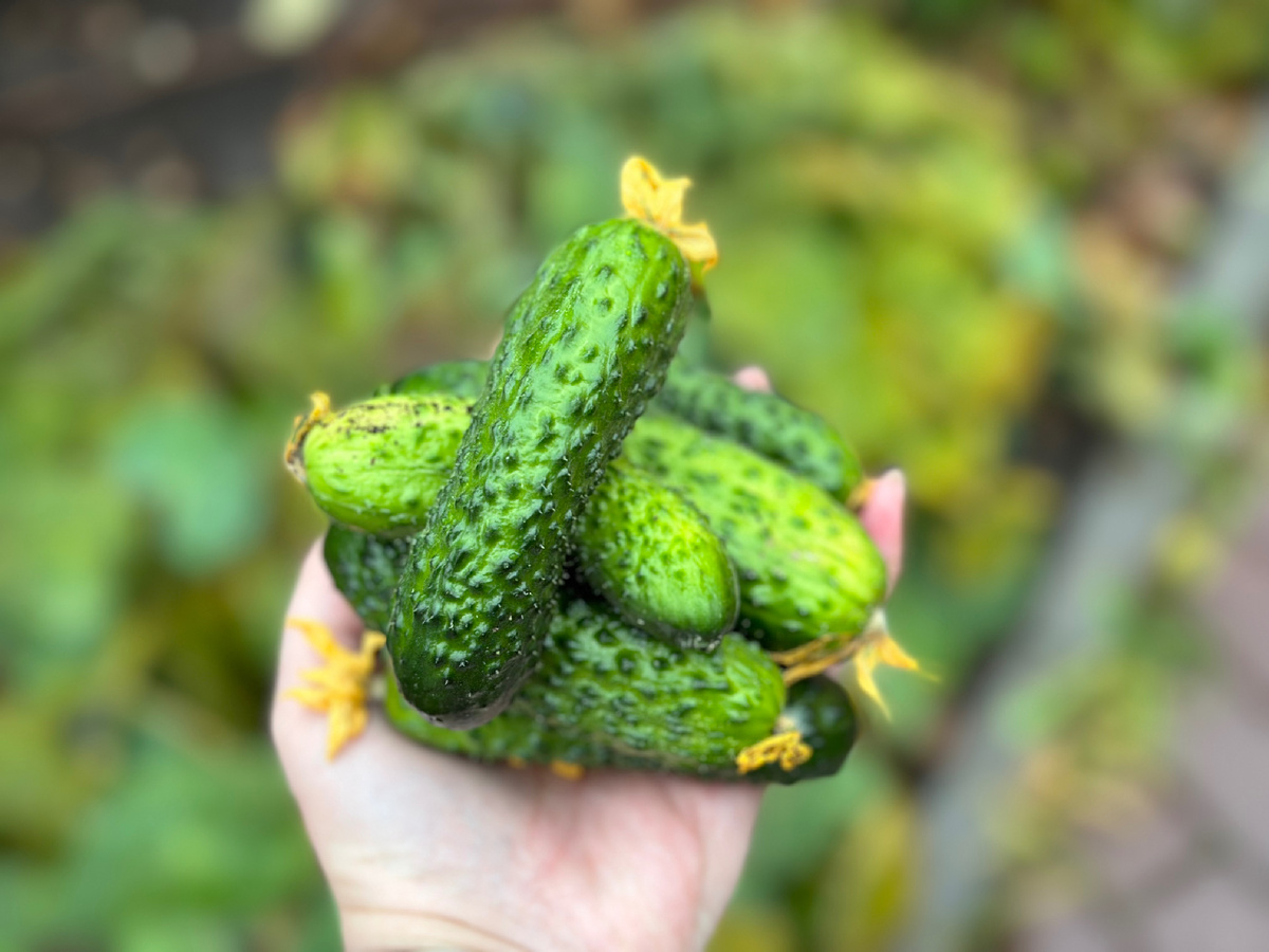 Плоды папиной рассады