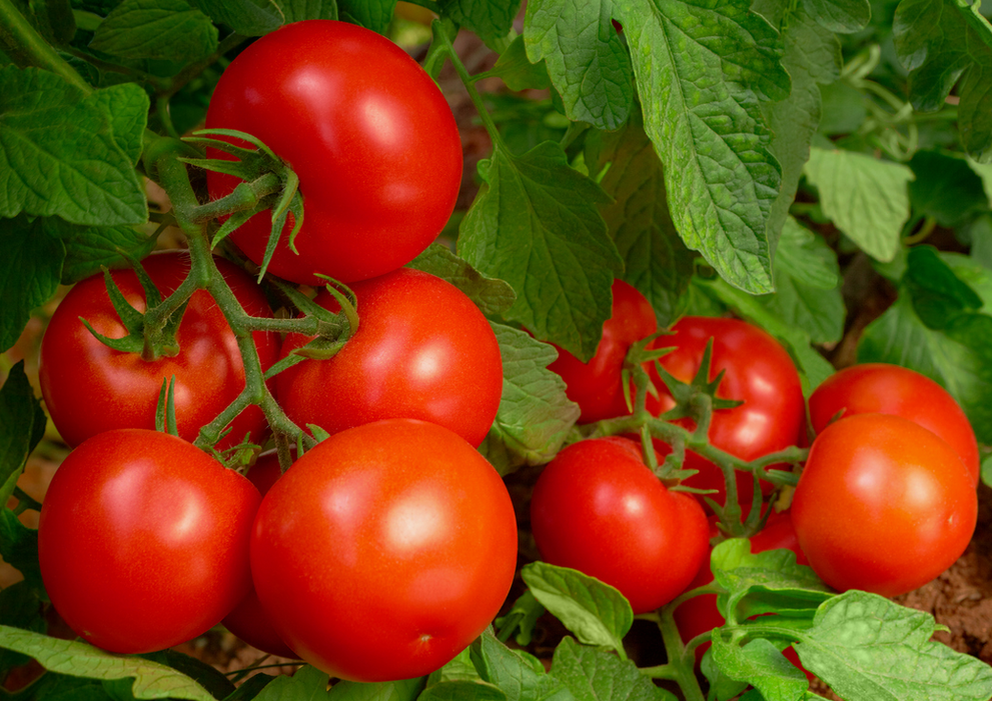 Красивые томаты