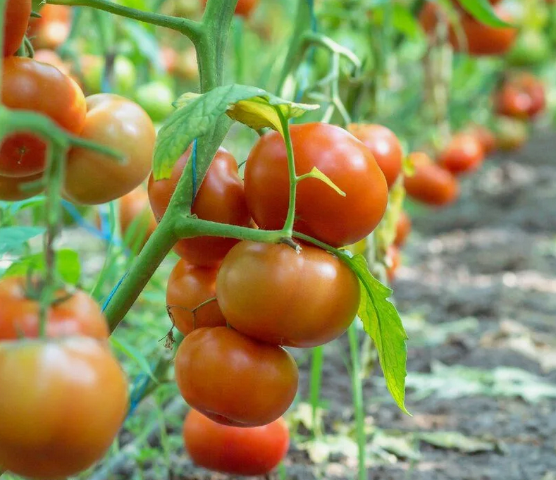 Помидоры на кустах