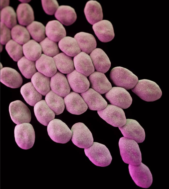 Компьютерная иллюстрация группы бактерий Acinetobacter sp. с множественной лекарственной устойчивостью, полученная с помощью сканирующего электронного микроскопа (СЭМ). / Кредит: CDC/ Antibiotic Resistance Coordination and Strategy Unit / Джеймс Арчер — медицинский иллюстратор

