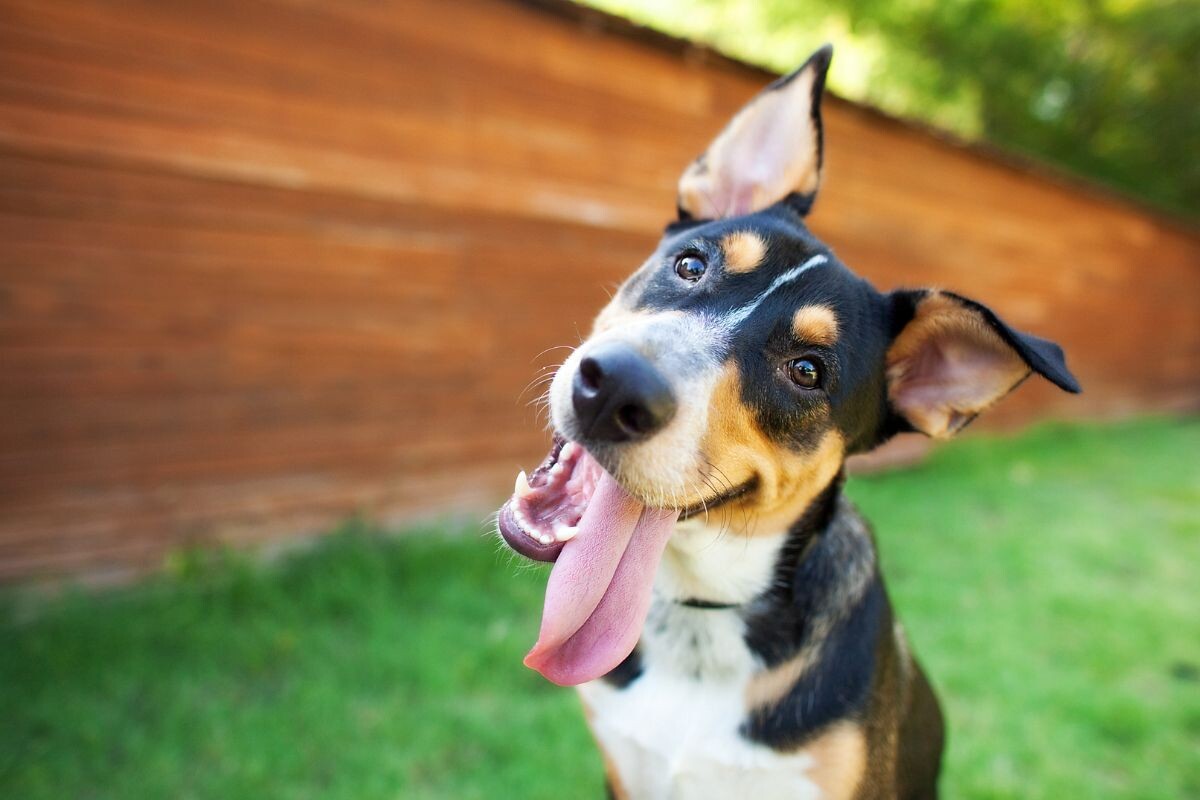 Почему собака наклоняет голову набок, когда с ней разговариваешь