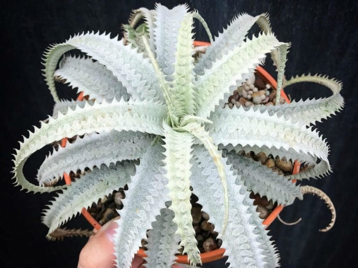Cryptanthus warasii имеет немного пугающий вид