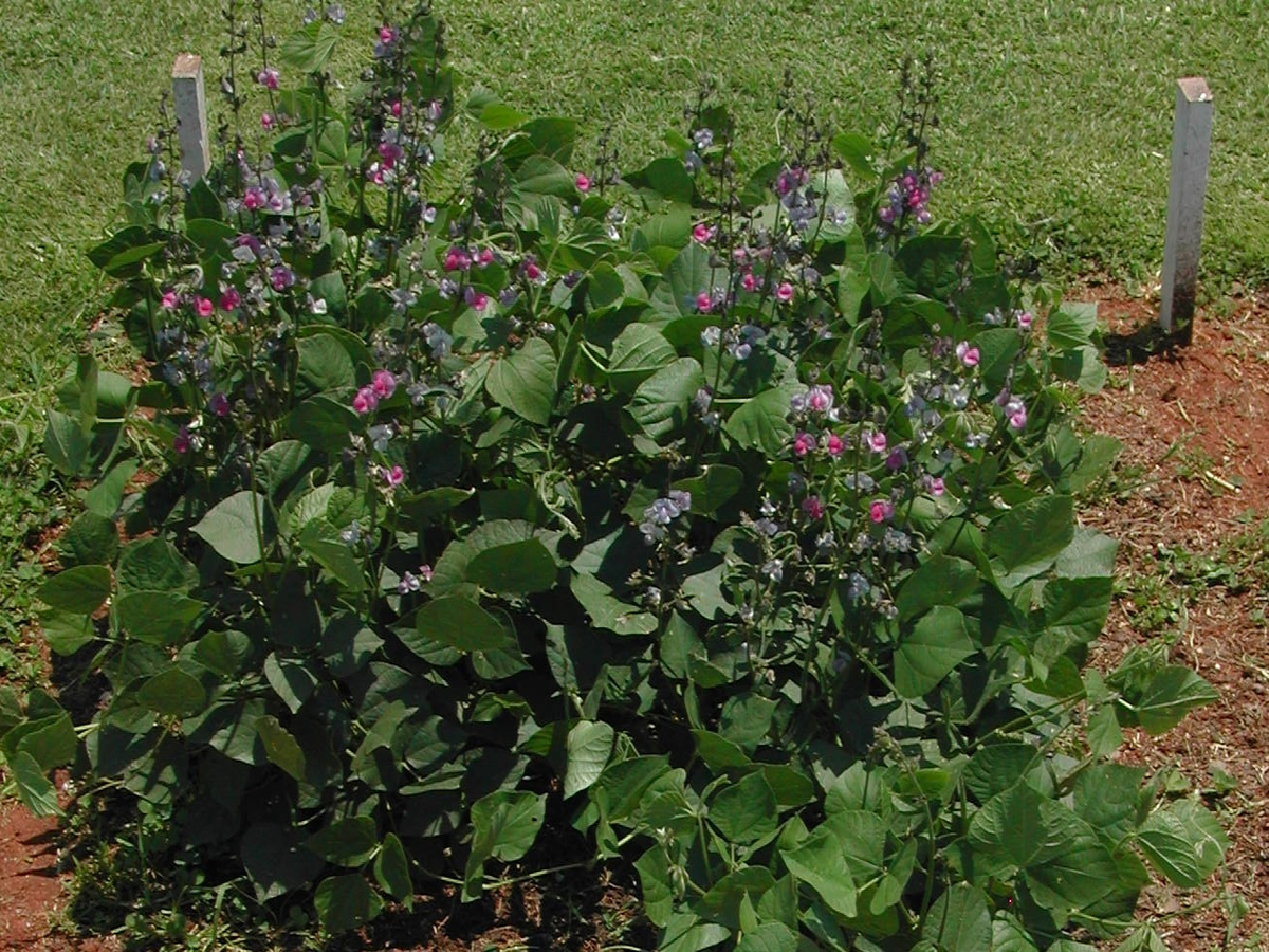 Лаблаб (лобия) красуется, и по праву!