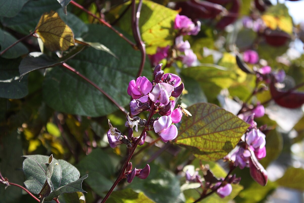 Цветы и какой-то опылитель