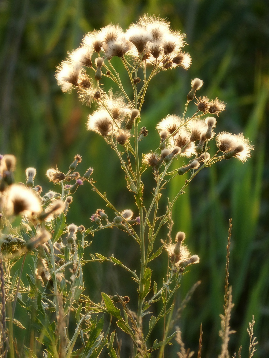 Плодоносящее растение Cirsium arvense (бодяк полевой) в золотистом свете
