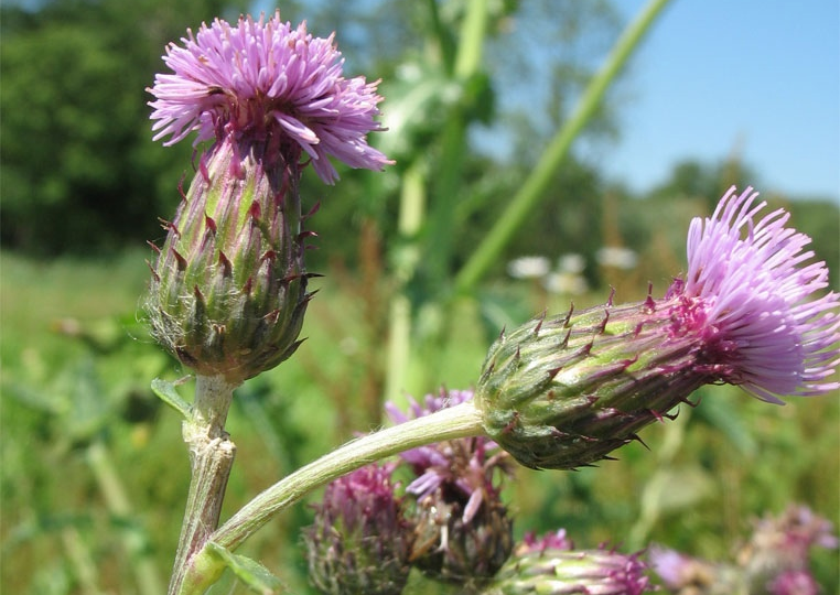 Бодяк: Колючий красавец среди сорняков