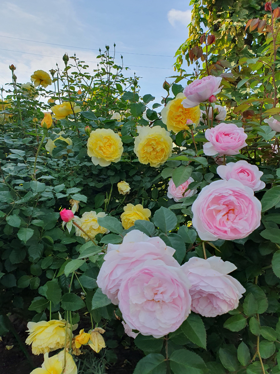 Английские розы Д.Остина: The Poets Wife, очень ароматная роза и Olivia Rose Austin.