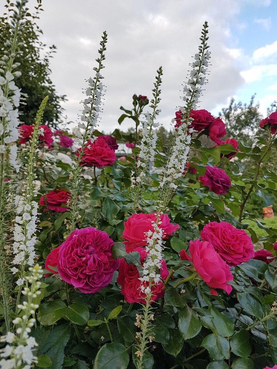 Red Leonardo da Vinci. Очень долго держит цветок. От дождя не страдает 