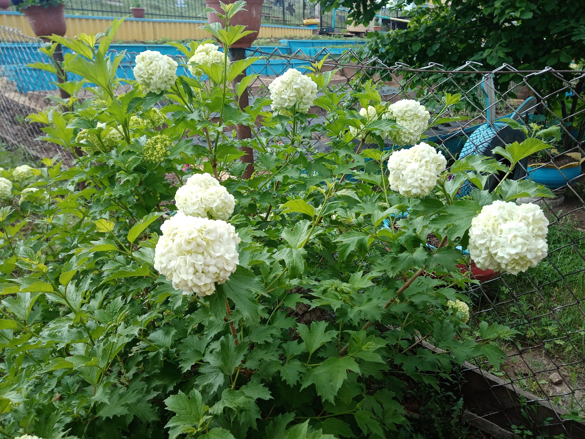 первое долгожданное цветение в 2022 году.. фото автора..