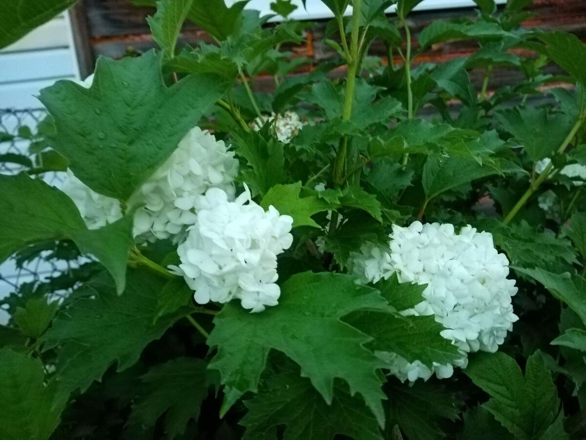 начало цветения.. набирает шапки.. фото автора.