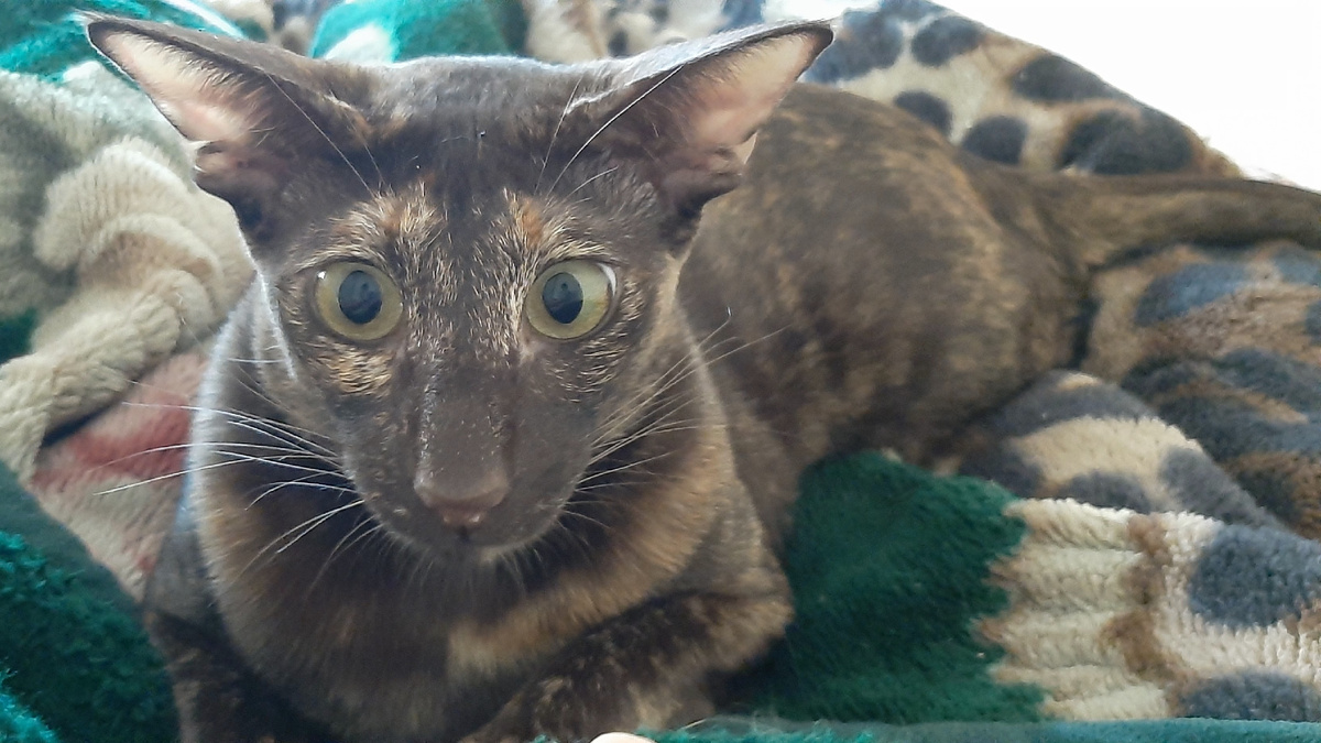 Сама в шоке, мамуль! Сушилка самоубилась!