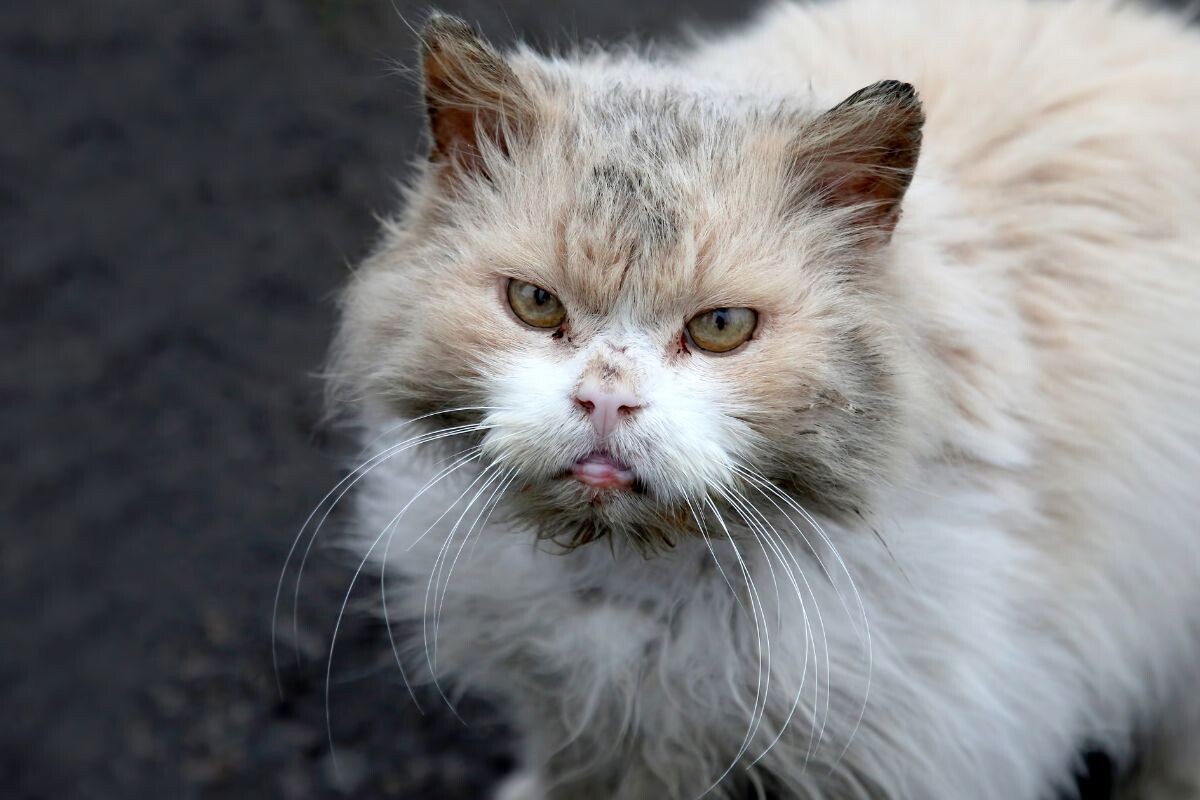 Почему у кота шерсть, как будто жирная