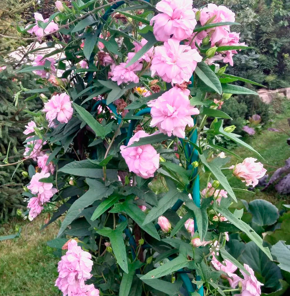 Вьюн калистегия. Калистегия пушистая. Калистегия махровая уход в открытом грунте. Калистегия вьюнок. Калистегия махровая.