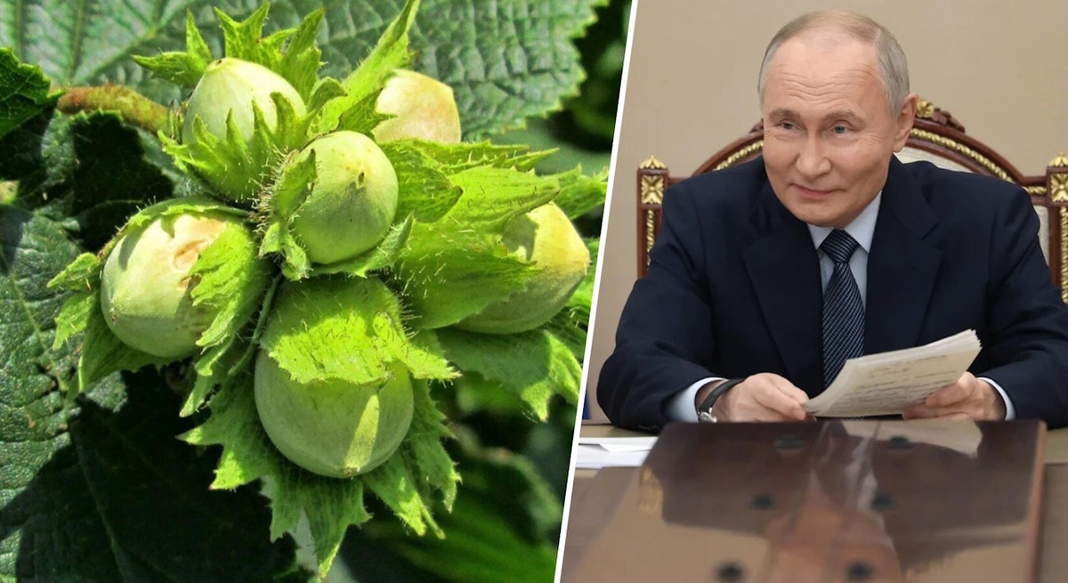 Коллаж СамолётЪ