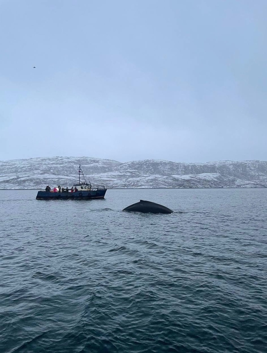 Встретили кита на морской прогулке. Фото: Кристина Дегтярева 
