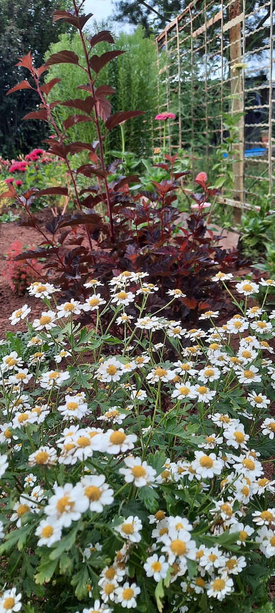 Матрикария в моем саду.