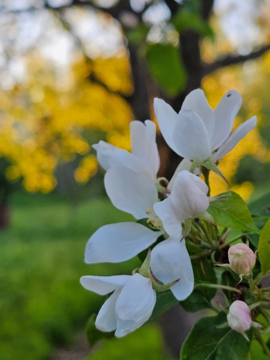 Гидролат из цветов яблони
