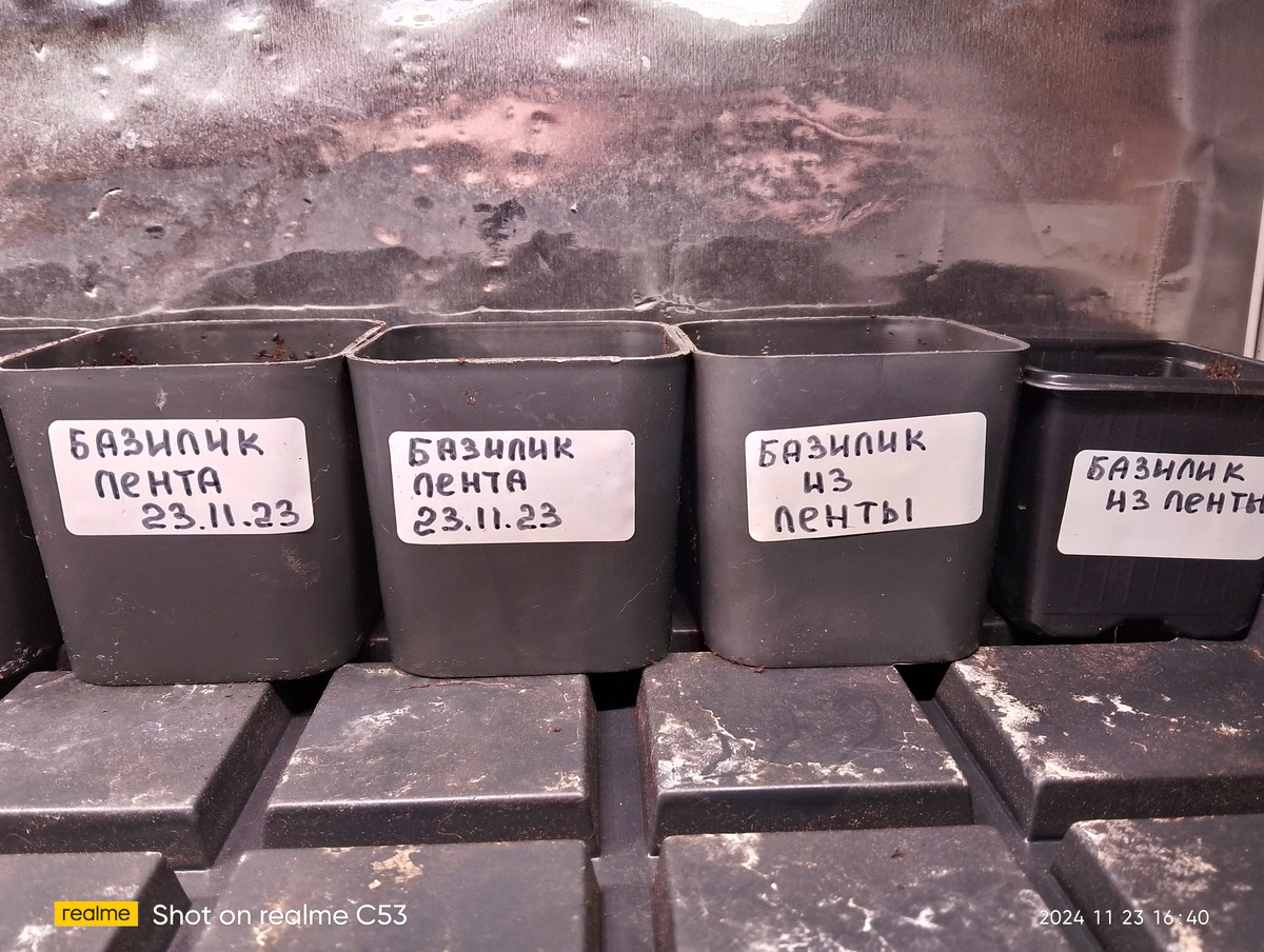 Базилик 23.11.2024