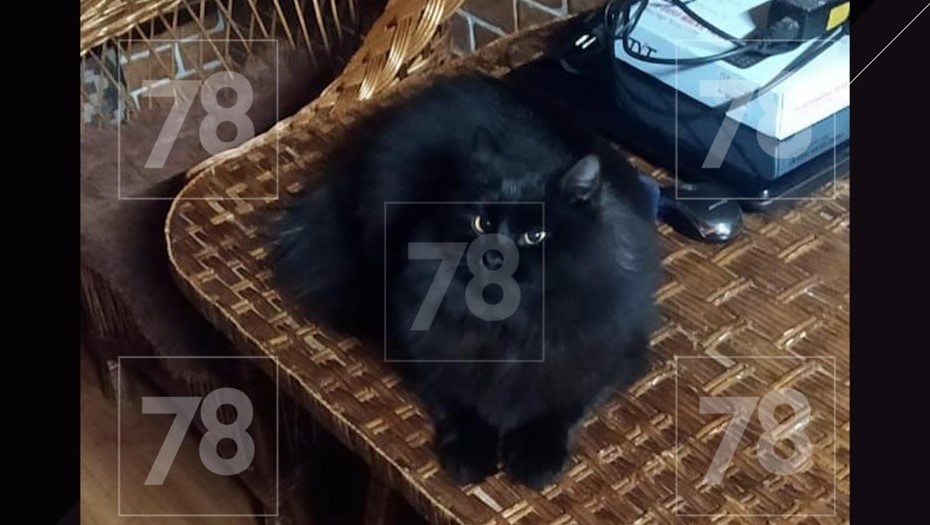    Автор фото: 78.ru