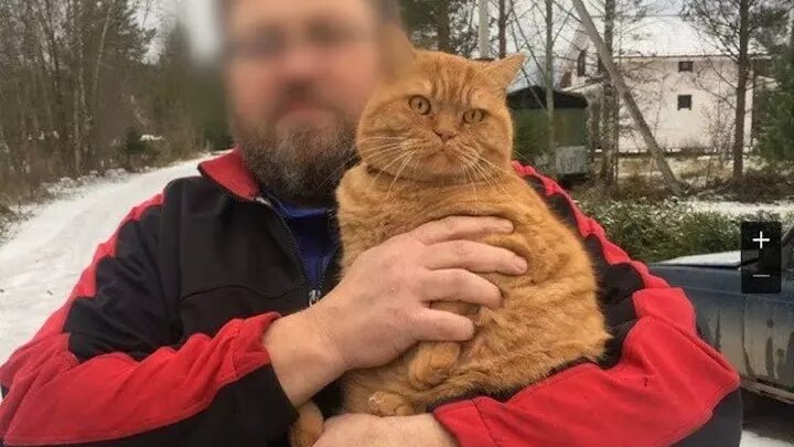Царапина кота стала смертельной для его хозяина. Фото: телеграм-канал Mash на Мойке