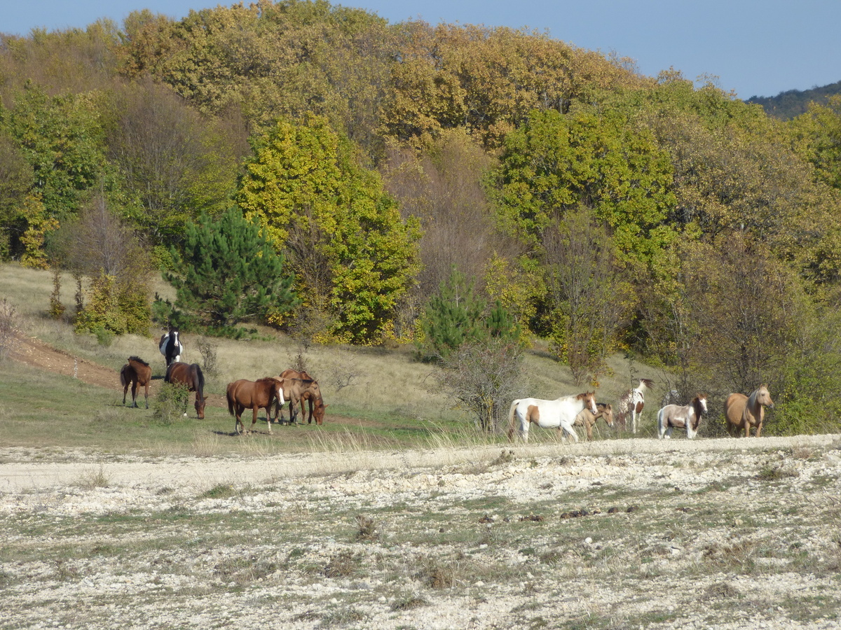 Долгоруковская яйла
