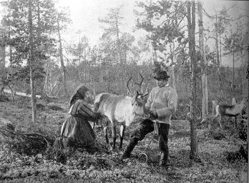 Доение северного оленя, конец XIX века. Сёр-Варангер, Северная Норвегия. Мужчина-квен и женщина — инари-саами