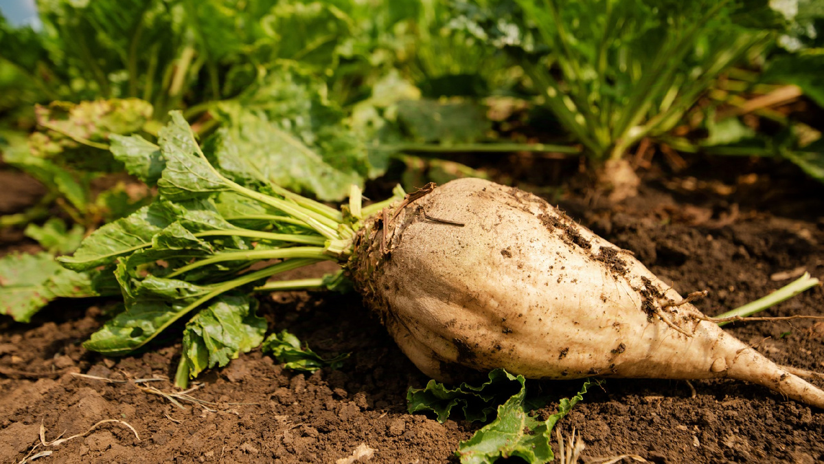 Сахарная свёкла. Фото из интернета. 