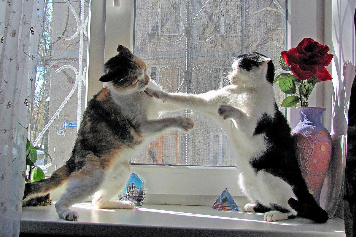 Коты ссорятся