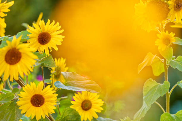 Практика исполнения желаний - Мой мир