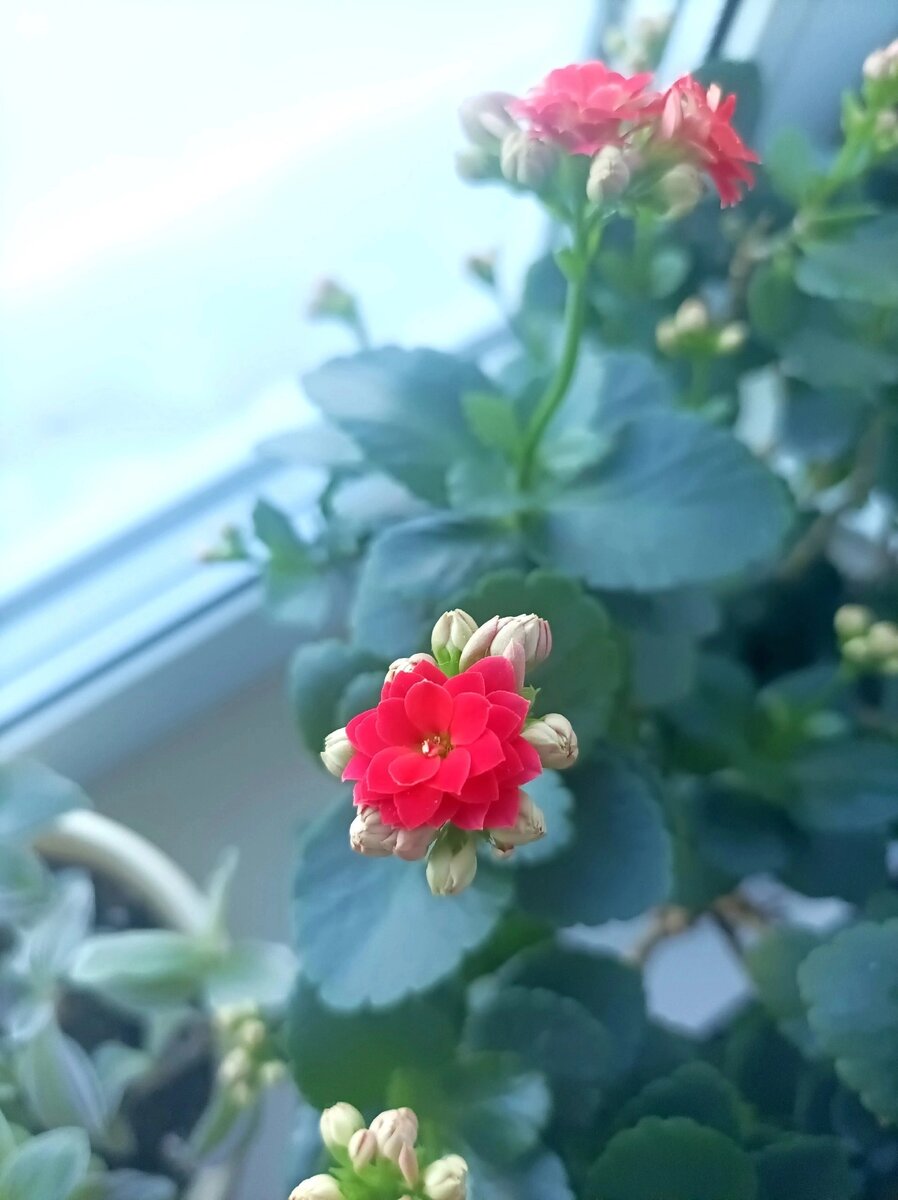 Красный каланхоэ. Начало цветения в прошлом году 