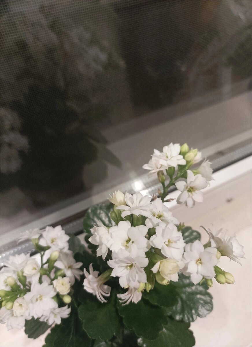 Белый каланхоэ. Куплен в Магните прошлой осенью 