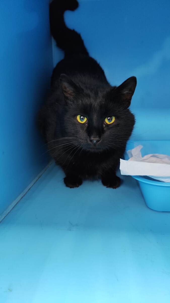 Вот в такой тесной коробке, пахнущей лекарствами и страхом, мне пришлось проживать!