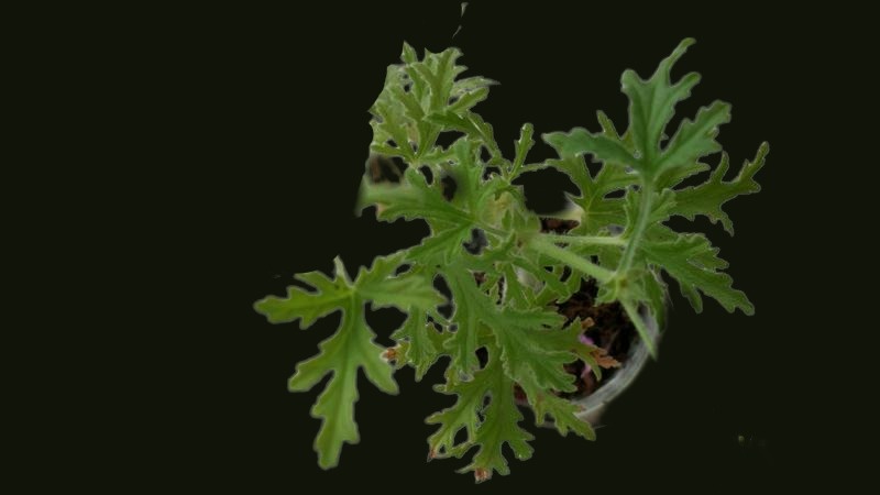 листья  пеларгонии Lara Jester  