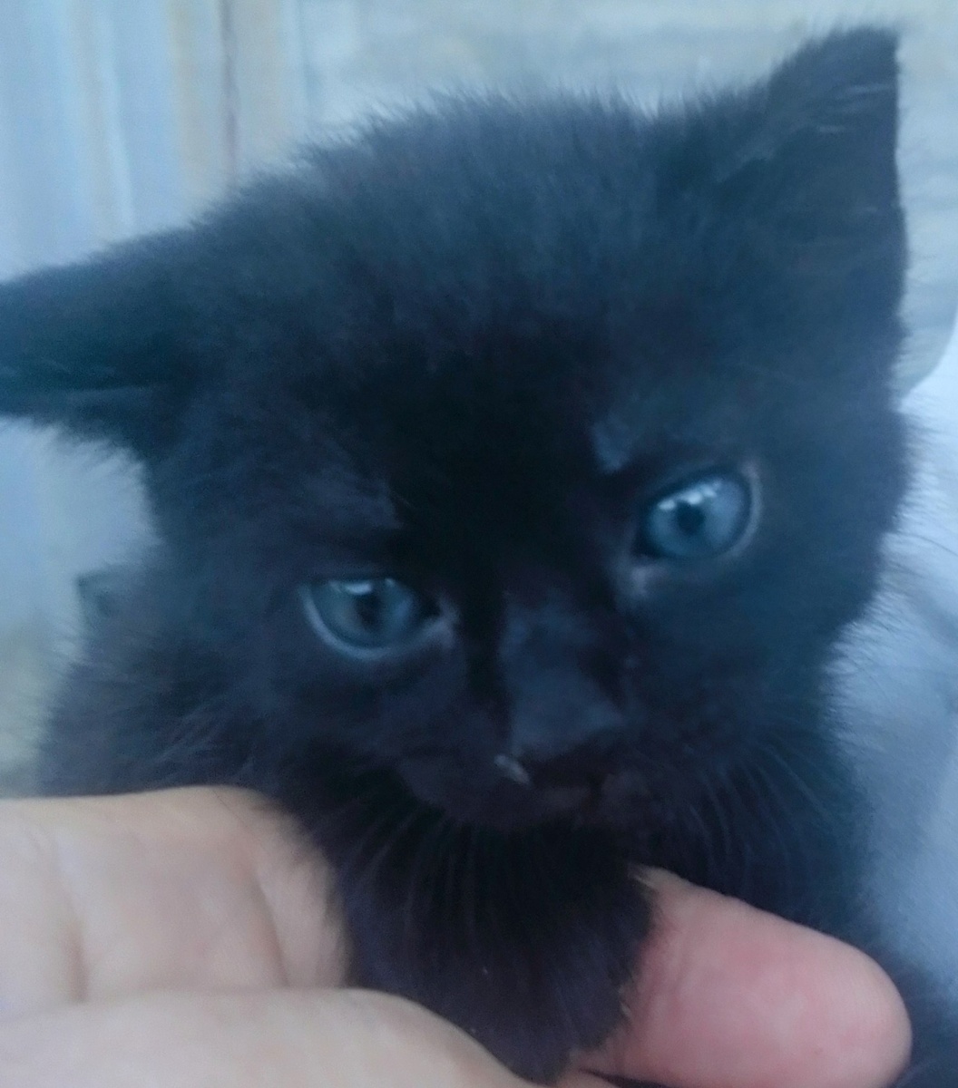 Марусин первенец Марсик