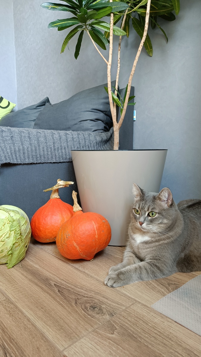 Девочка с персиками, а кошечка с тыковками😊 