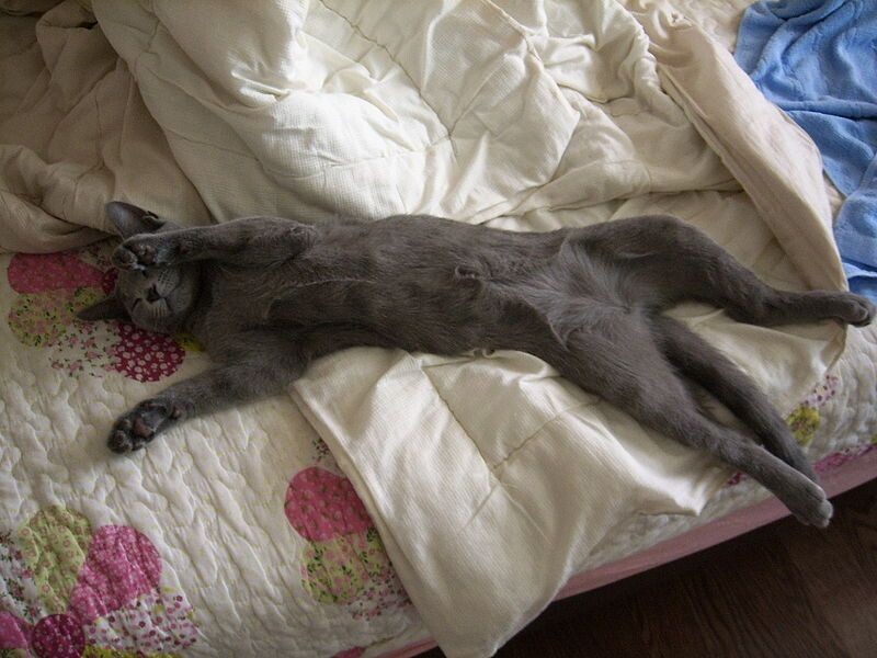 Кот на кровати