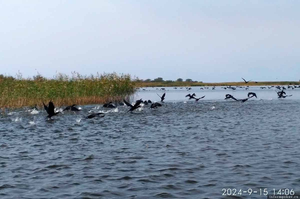 Атлантические бакланы на Тёплом озере. Фото пользователя соцсети «ВКонтакте» с псевдонимом «Добрый человек»