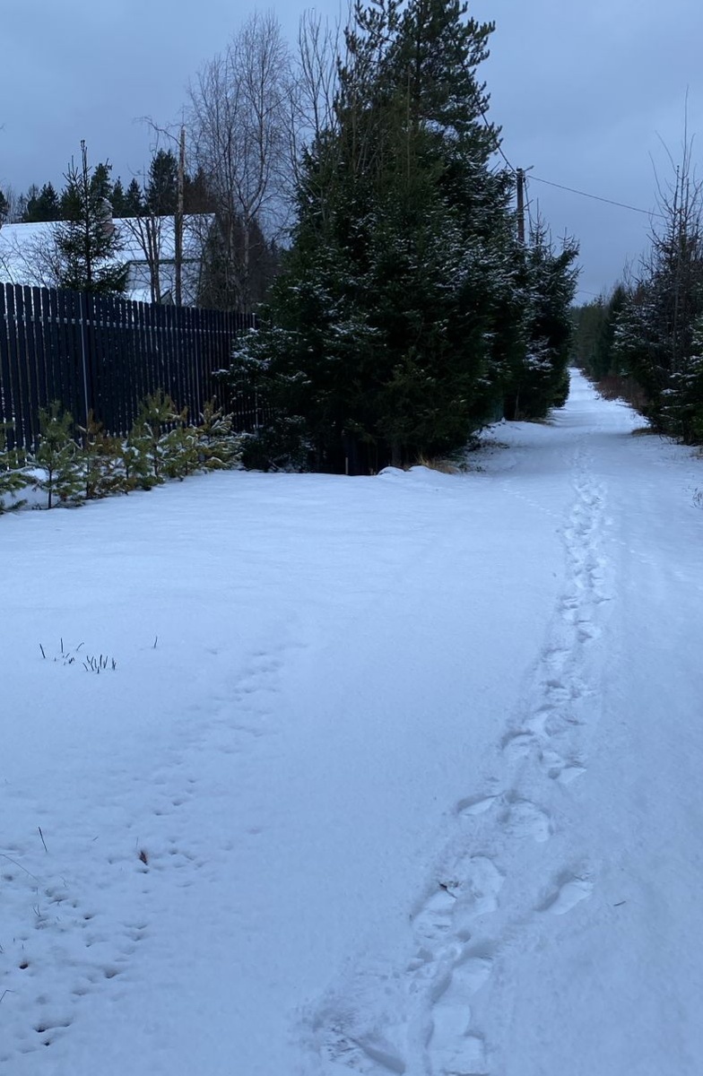 На карельском перешейке зима. Соседи дачные фото прислали