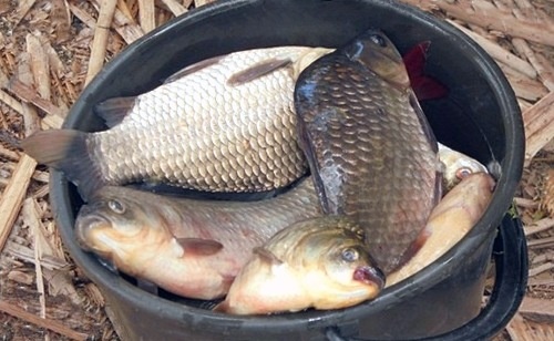 фото из открытых источников яндекс картинки.