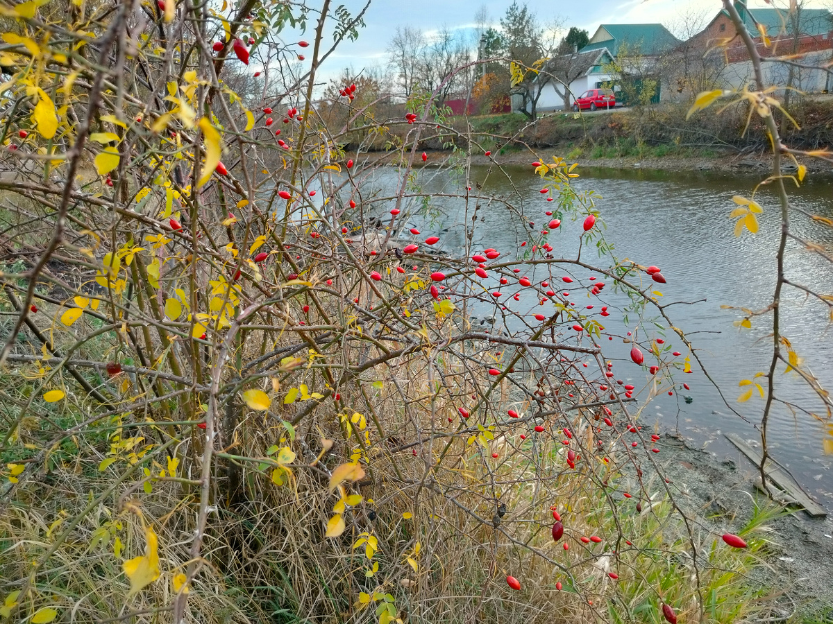 Вдоль берега растёт шиповник,  редко, но есть и фруктовые деревья.