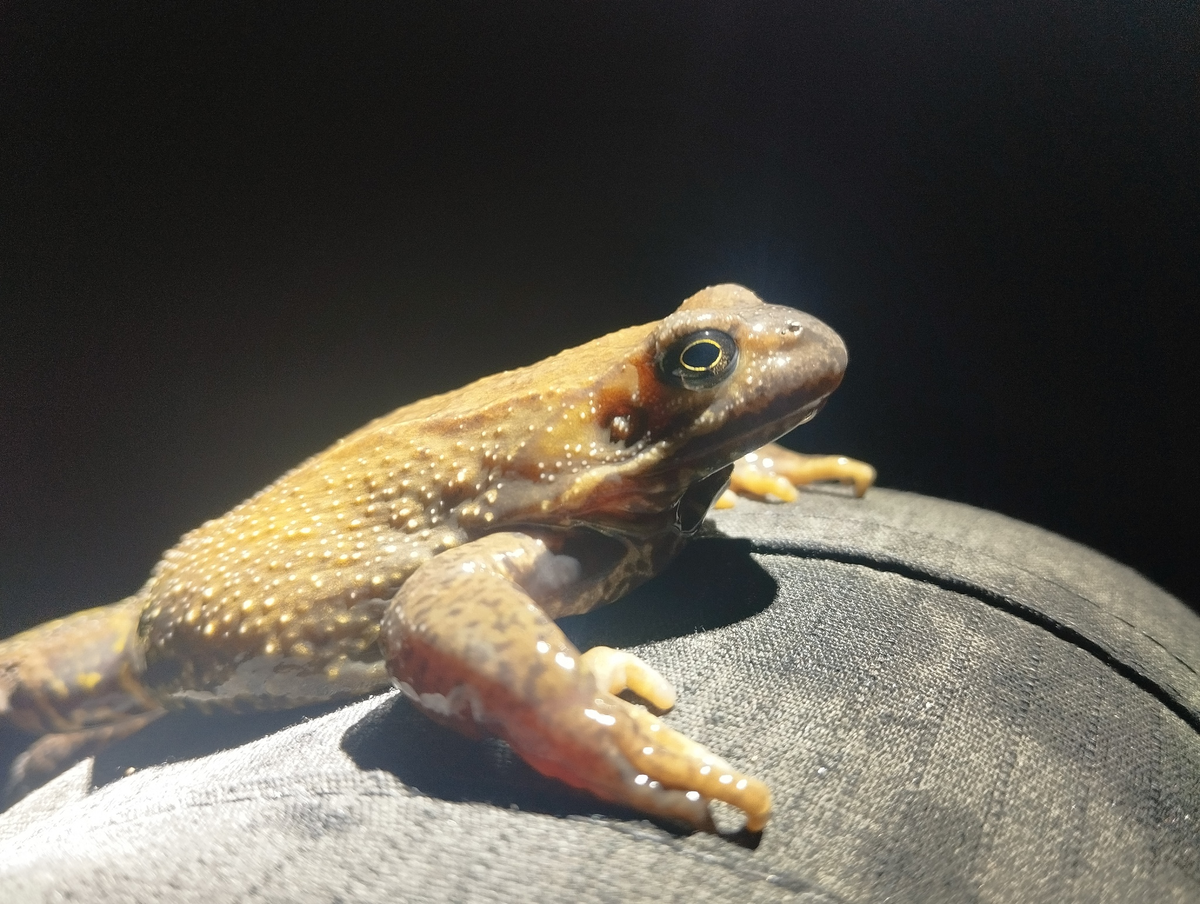 Самка травяной лягушки (Rana temporaria) перед зимовкой. 16.11.2024. Мытищи.