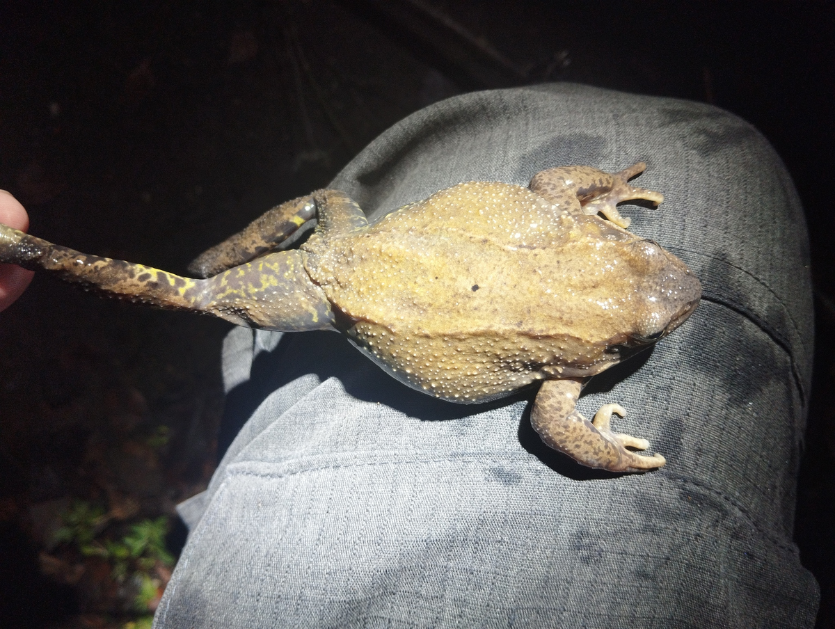 Плотная самка травяной лягушки, приготовившаяся к зимовке. 