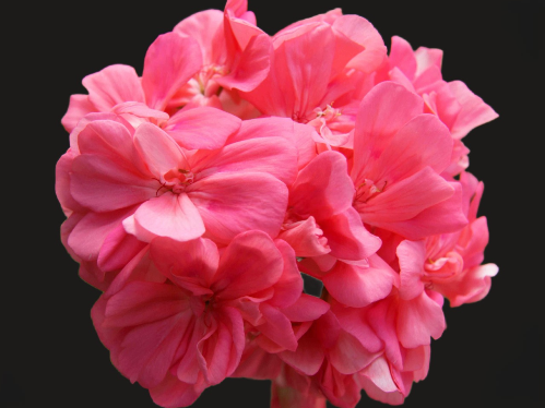 Пеларгония Lara Rita