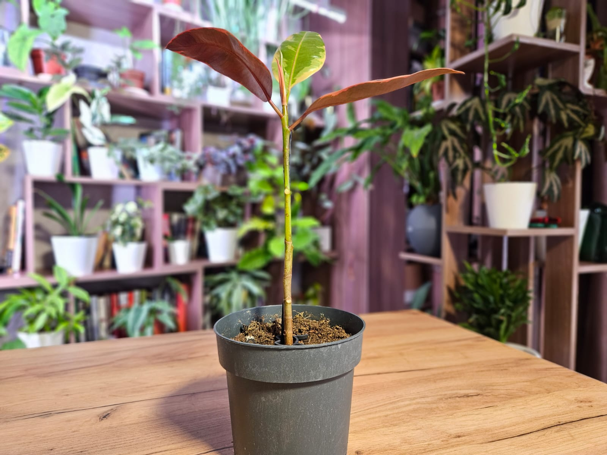 Многие фикусы выглядят именно так, и если ничего не предпринимать - так и продолжат расти вверх