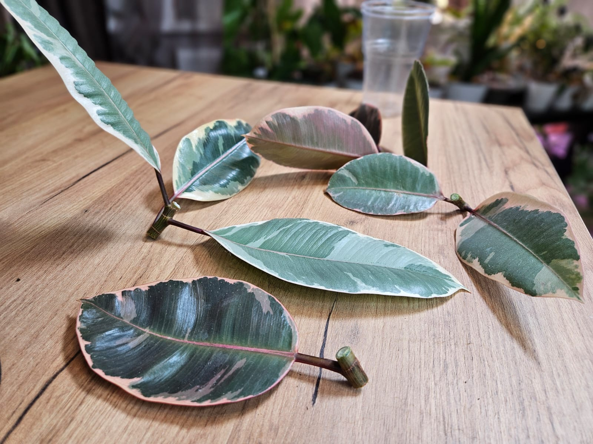 Надежды на то, что укоренятся все черенки, были небольшие. Однако результат превзошёл ожидания