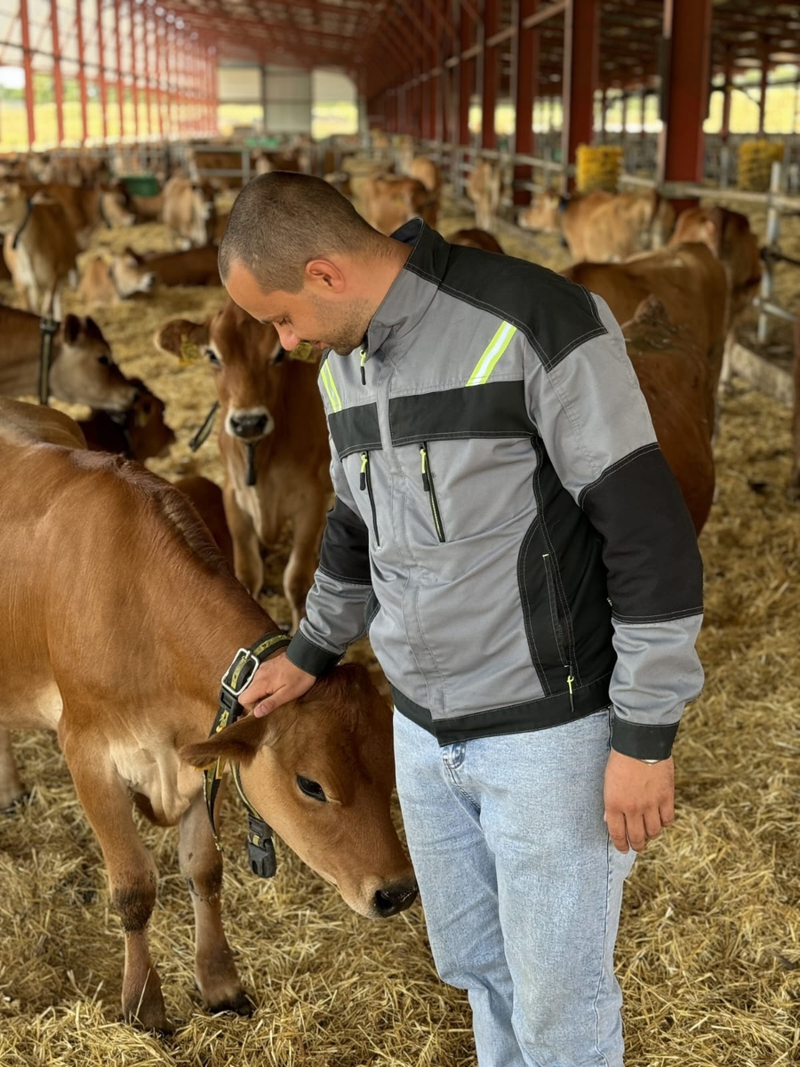 Телка джерсийской породы.